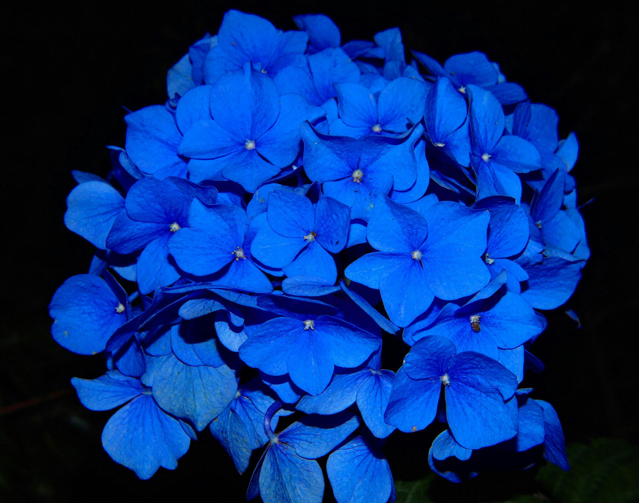 Flowers for the Machine Man - Fiction, 2020 - A science fiction short story. Jones, an engineer on a returning spaceship, finds a strange plant in the engines. Finalist for Temple's Creative Writing Contest, Summer 2020.